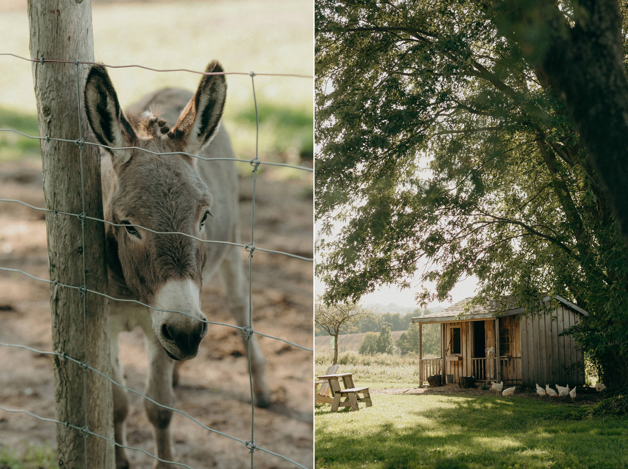 Good Family Farm in Meaford