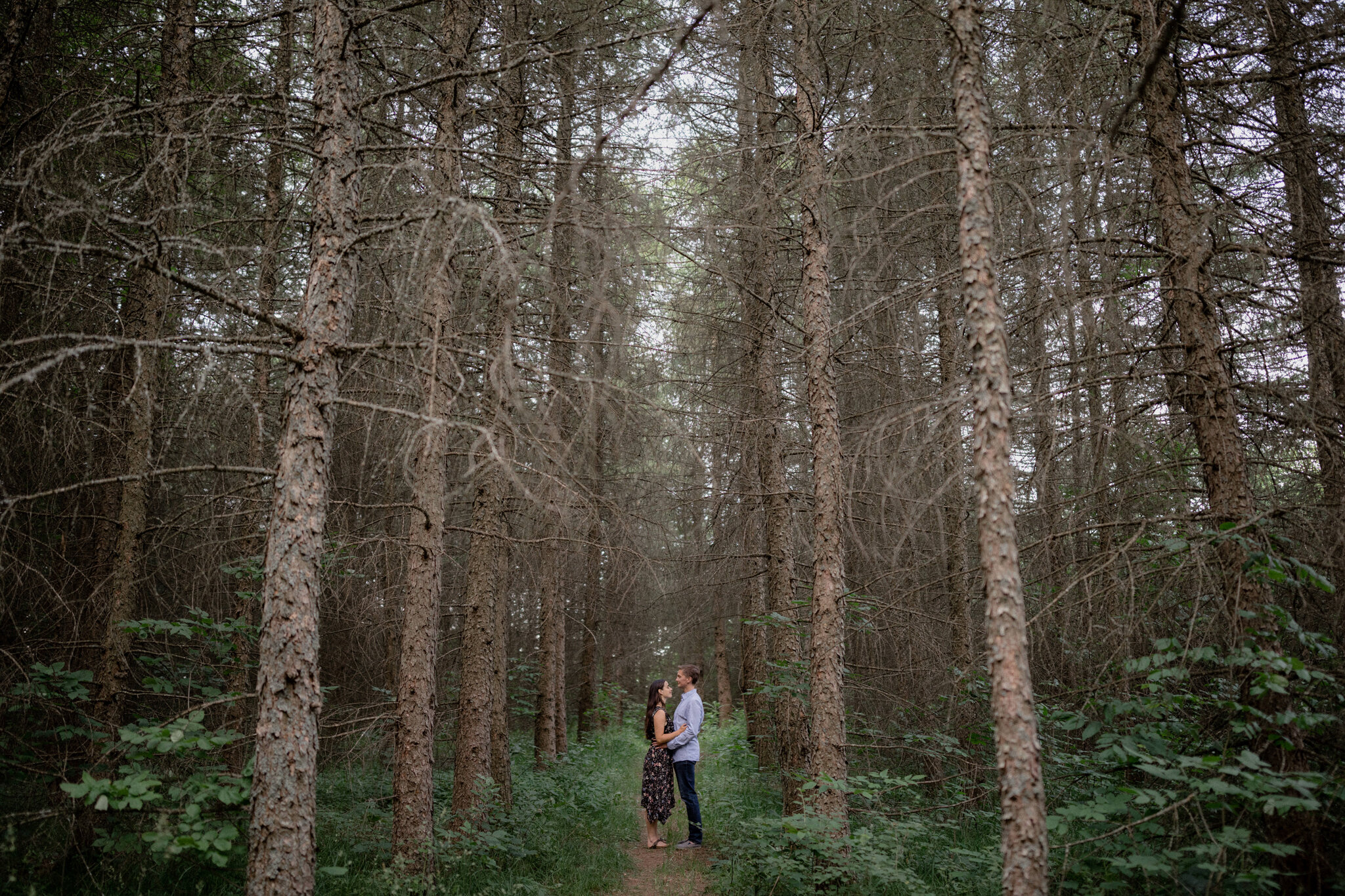 Romantic engagement sesion in grey highlands forest