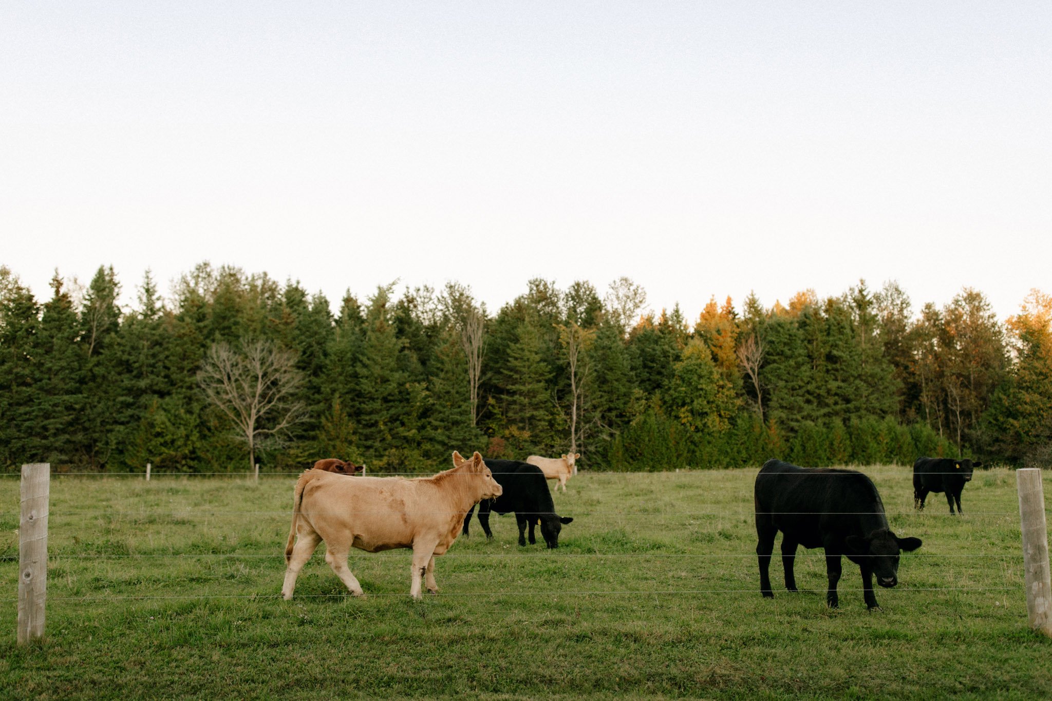 cows grazing at sunset in grey highlands