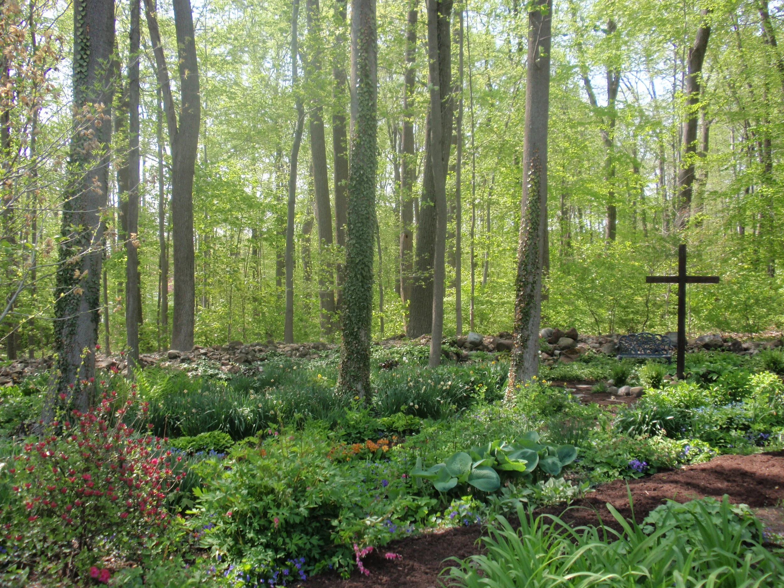 2014 back garden spring blooms.JPG