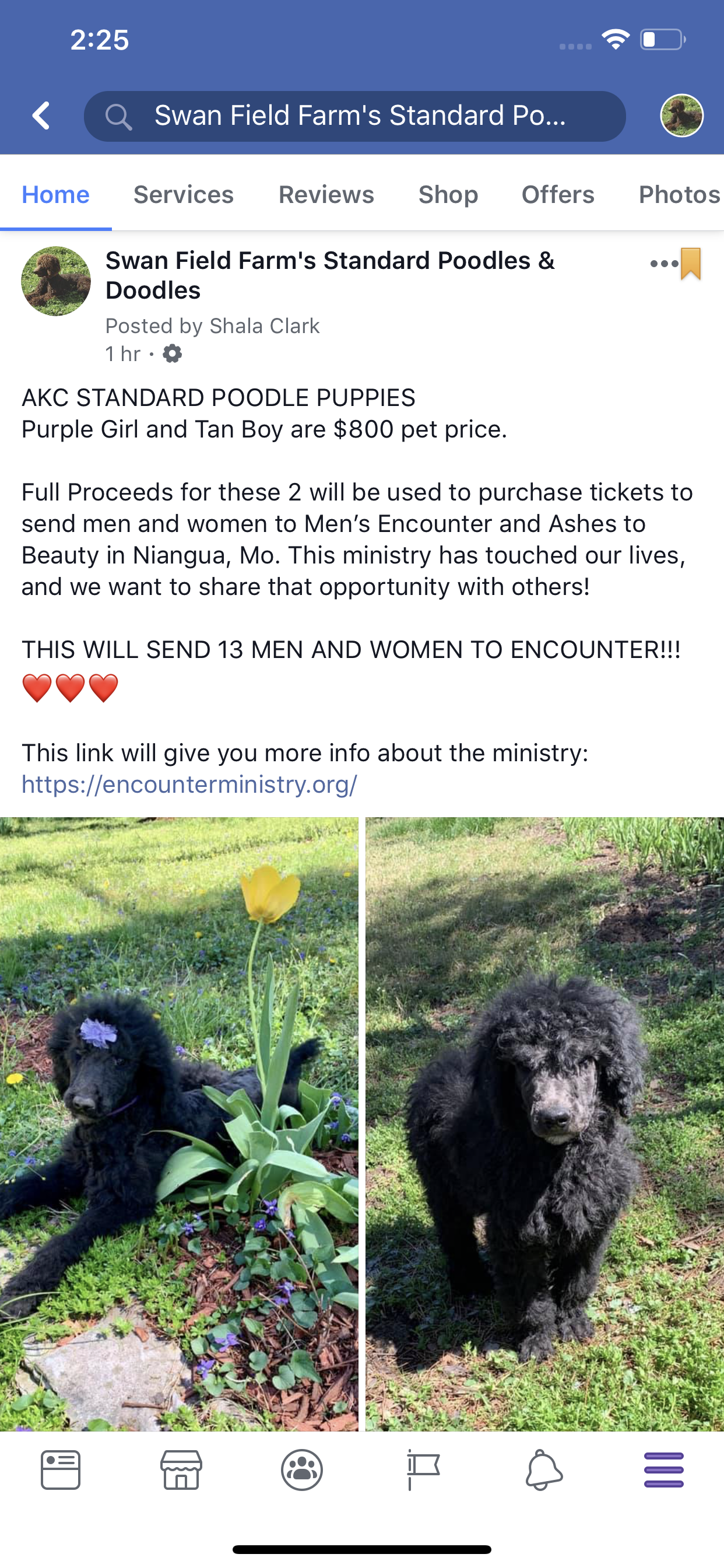 aprils poodles and doodles