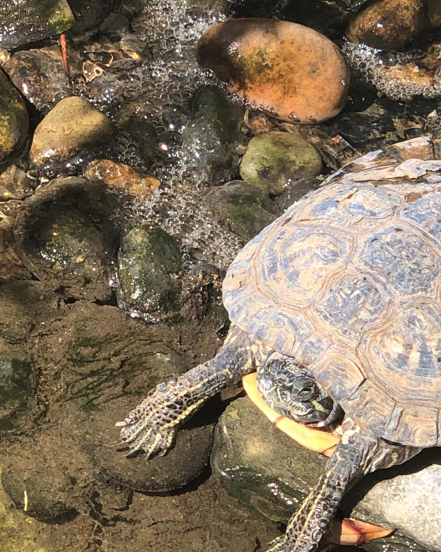 It&rsquo;s a turtle life!  Charlie is enjoying #baskingturtle  #turtlesofinstagram  #itsasummerday #pondlife