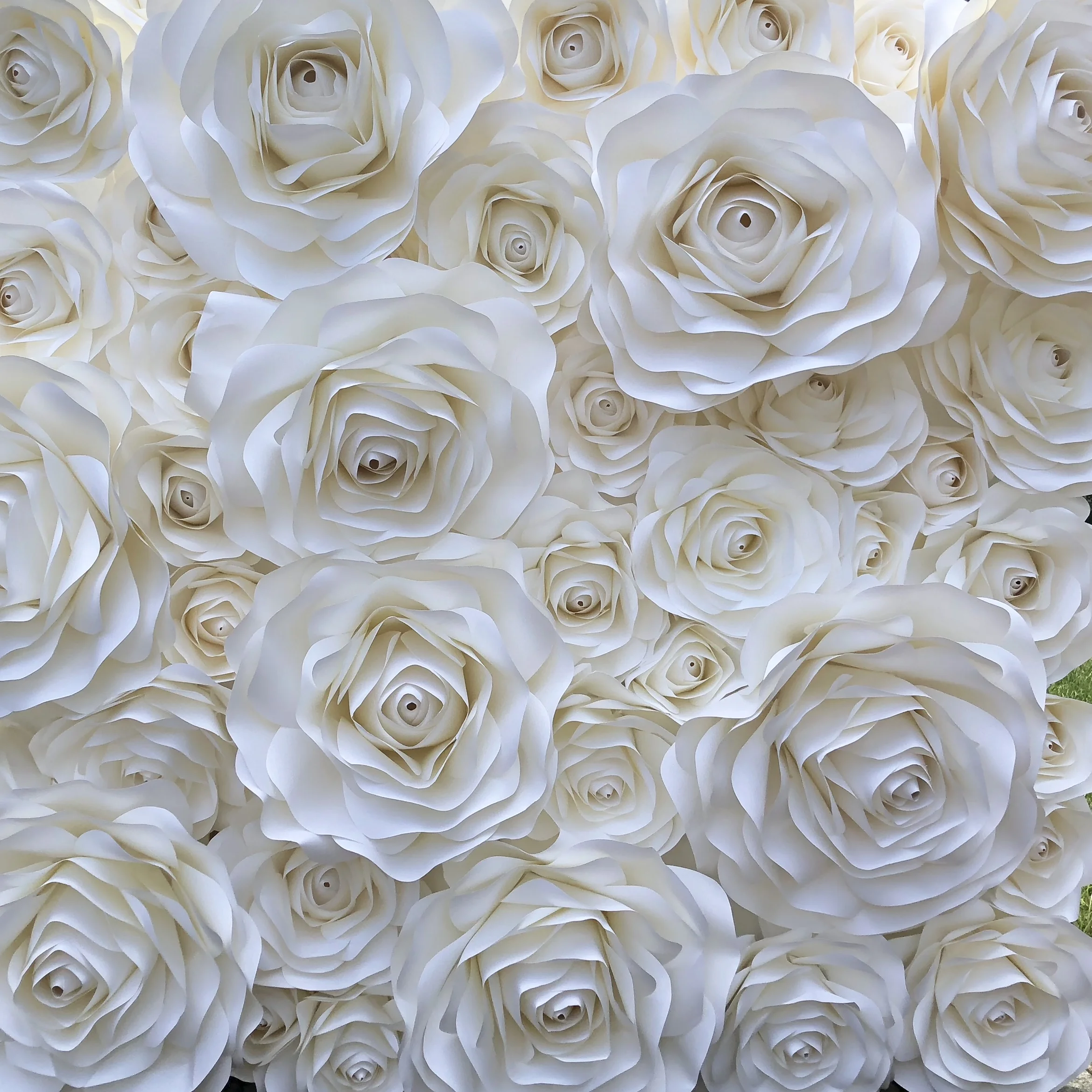 Lily white on white