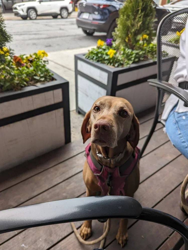 Maggie.webp