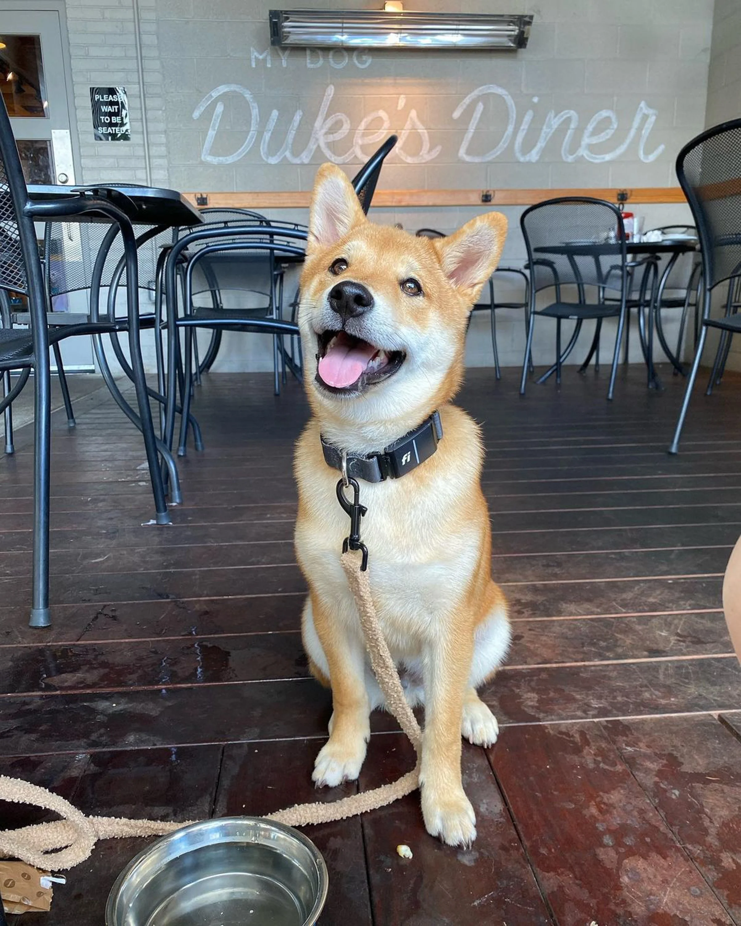 @scottie_the_shiba.jpg
