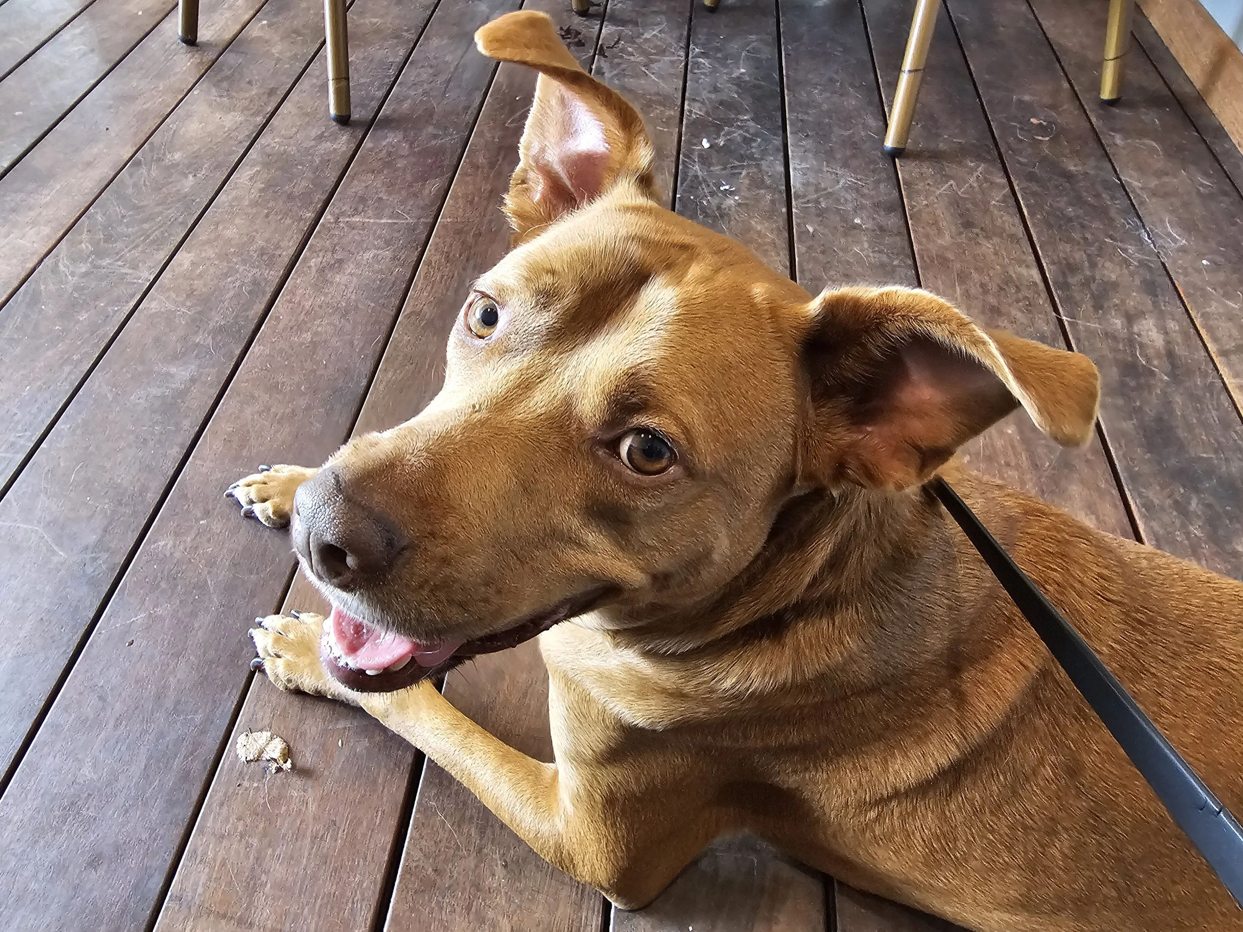 Cheddar.jpg