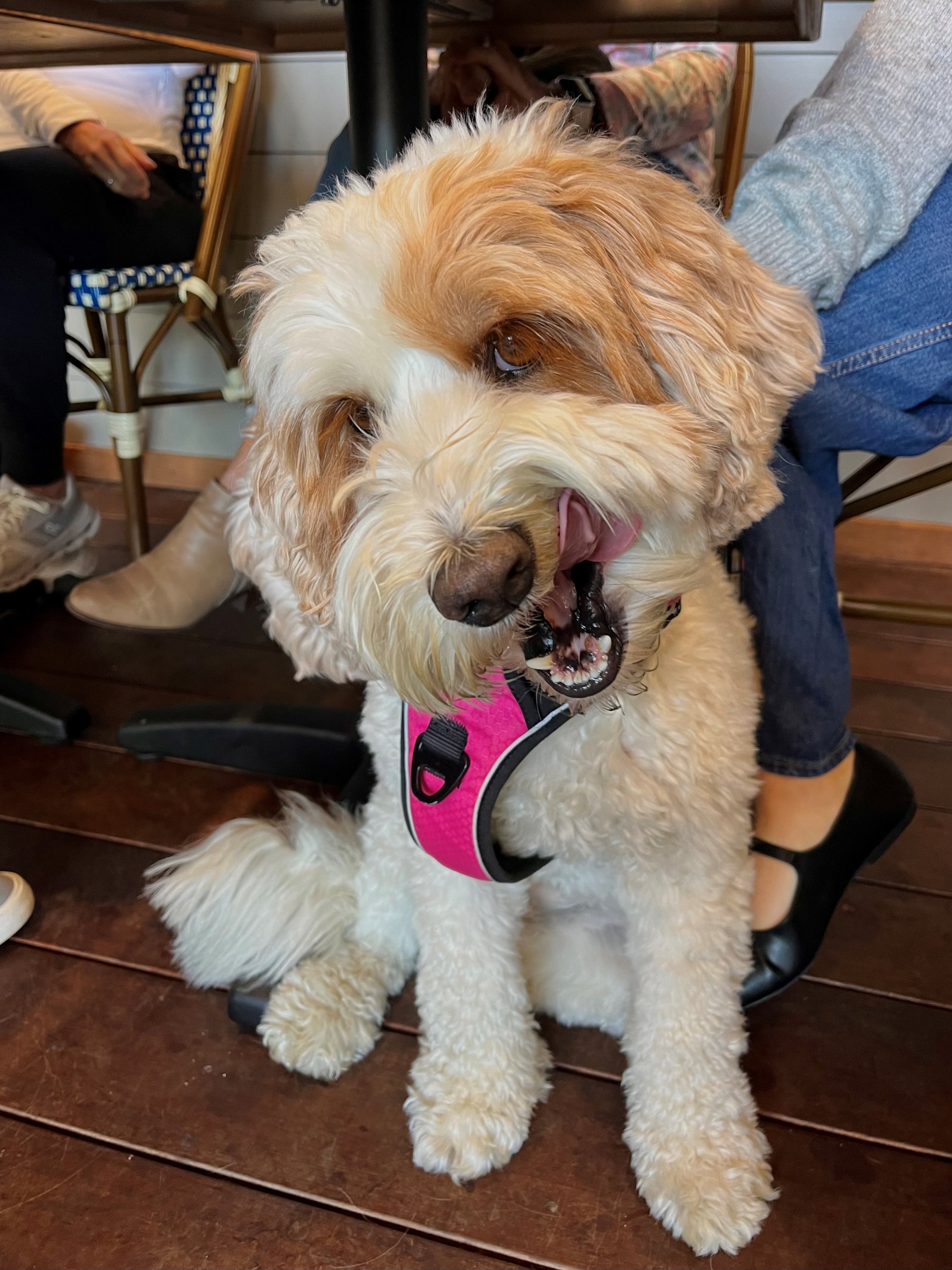 Phoebe.jpg