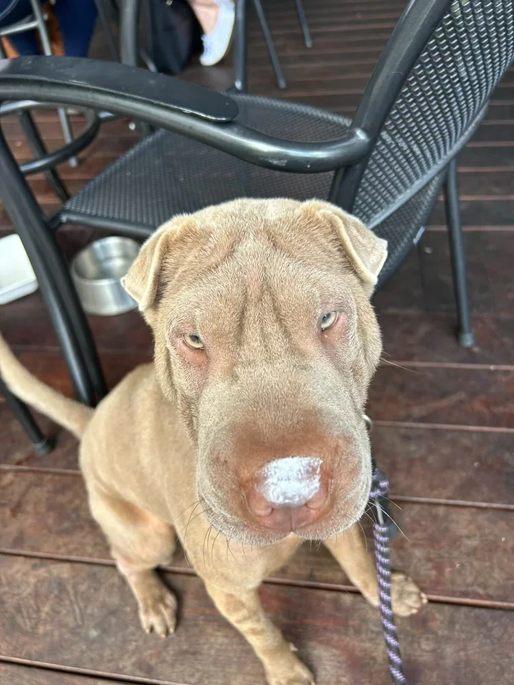 Stella+(IG+submission,+Send+Monica+an+FYI).webp
