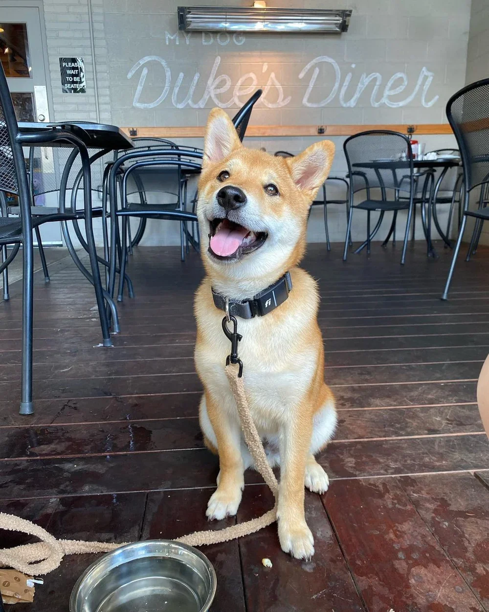 @scottie_the_shiba.webp