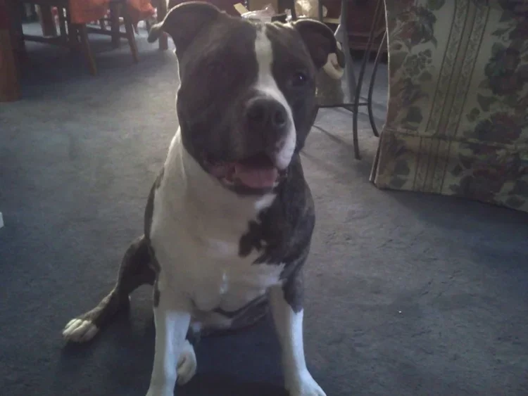Capone.webp