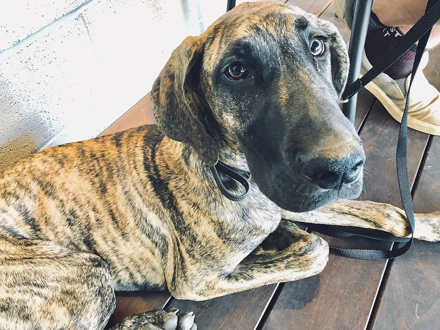 @vex.the.dane.webp