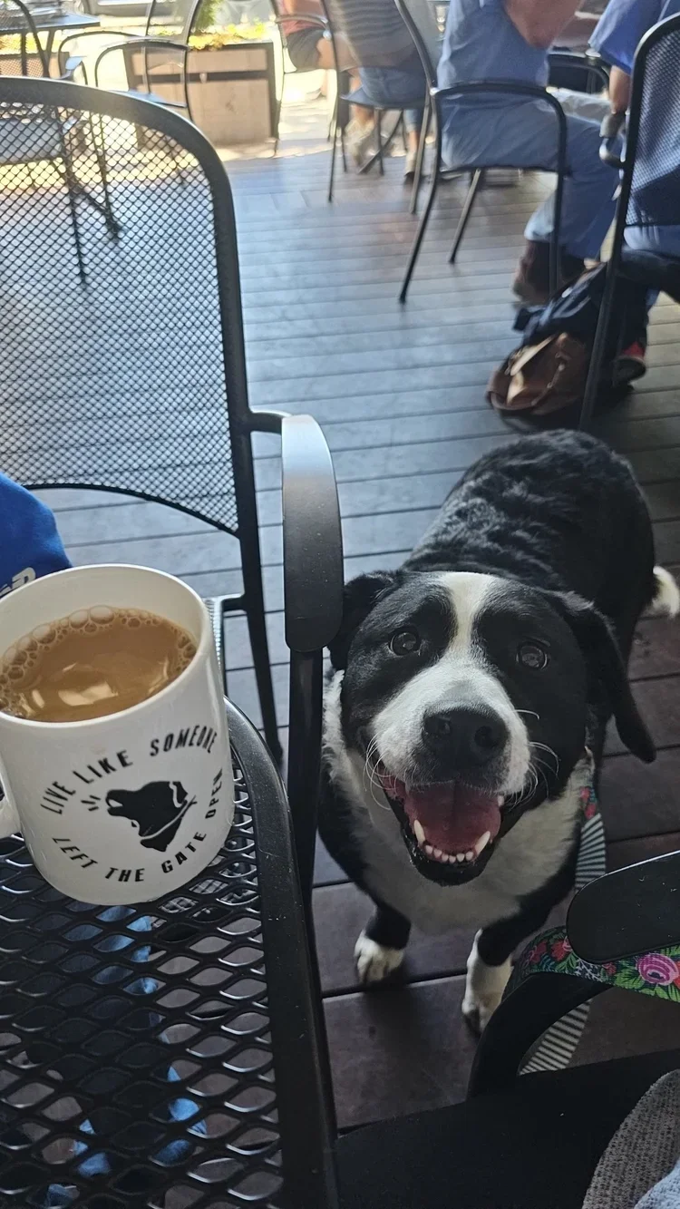 Stella.webp