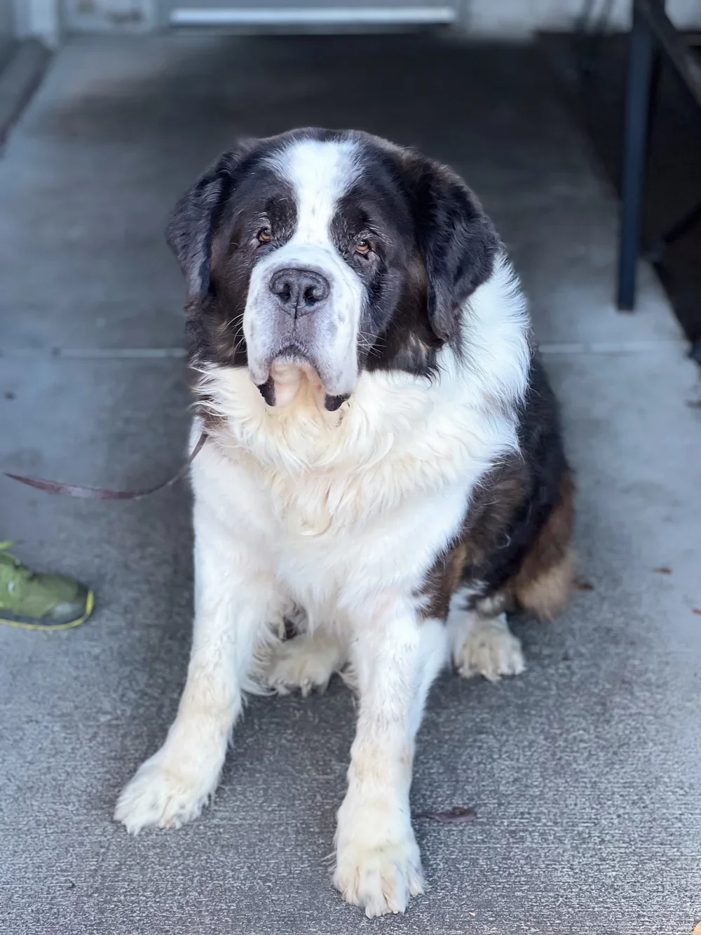 Winston.webp