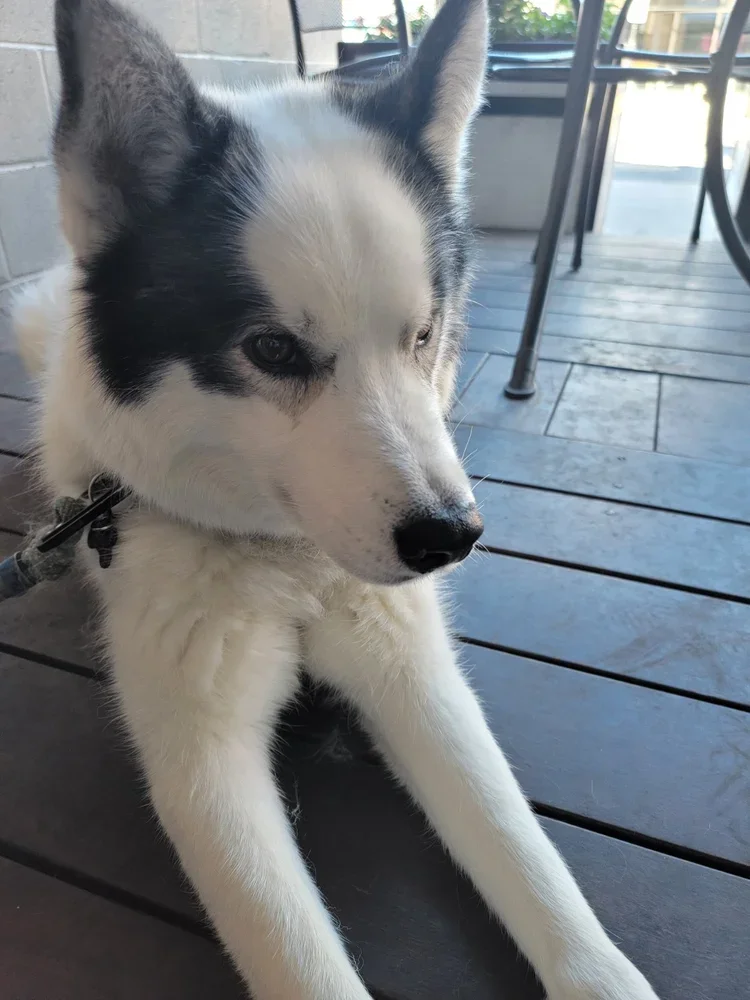 Koda.webp