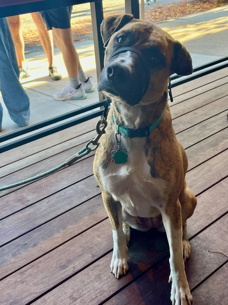 Bella (1).webp