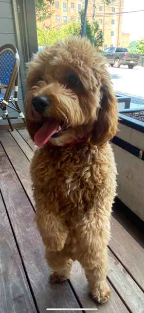 Chewy.webp