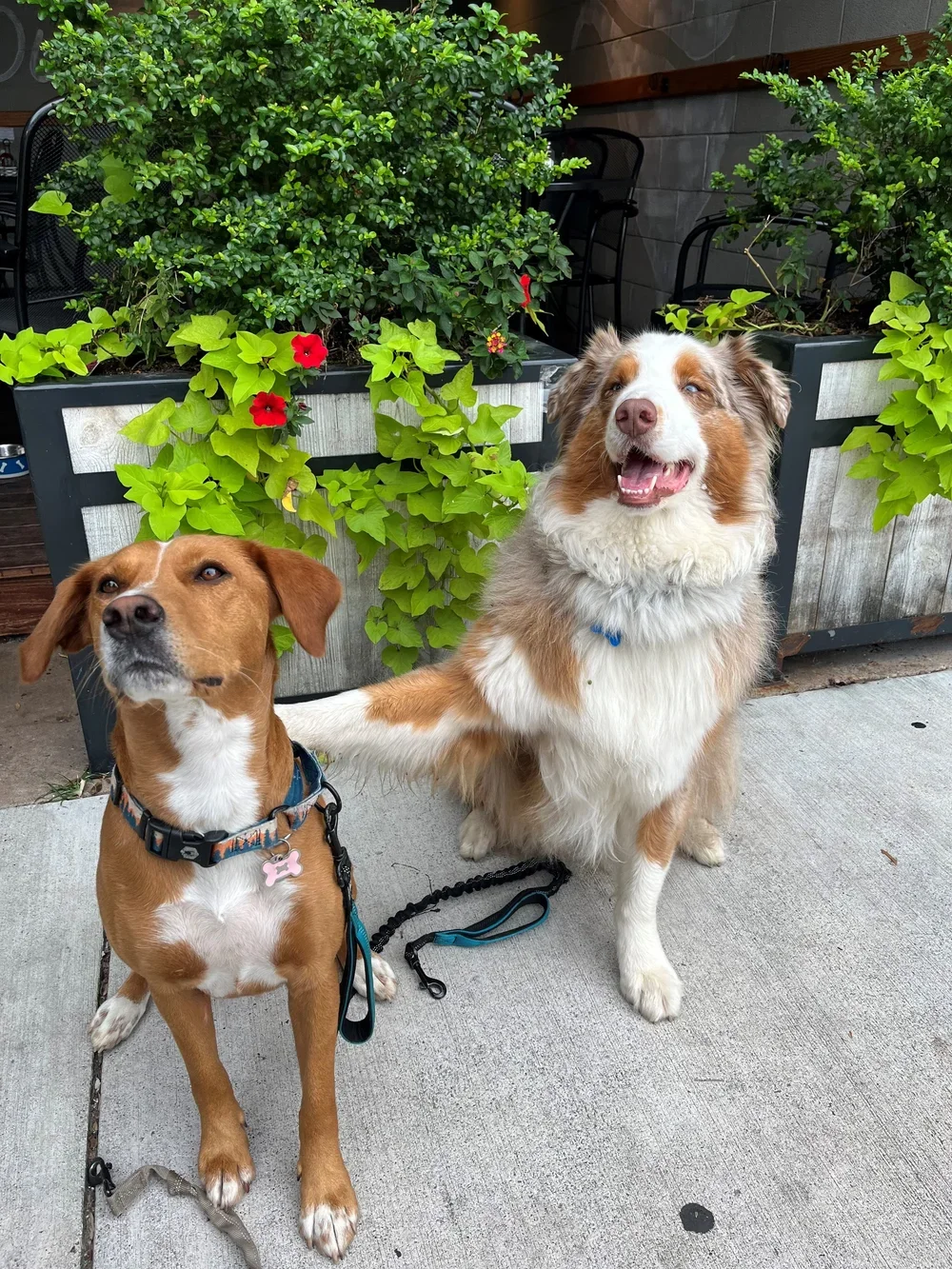 Copper&Maple.webp