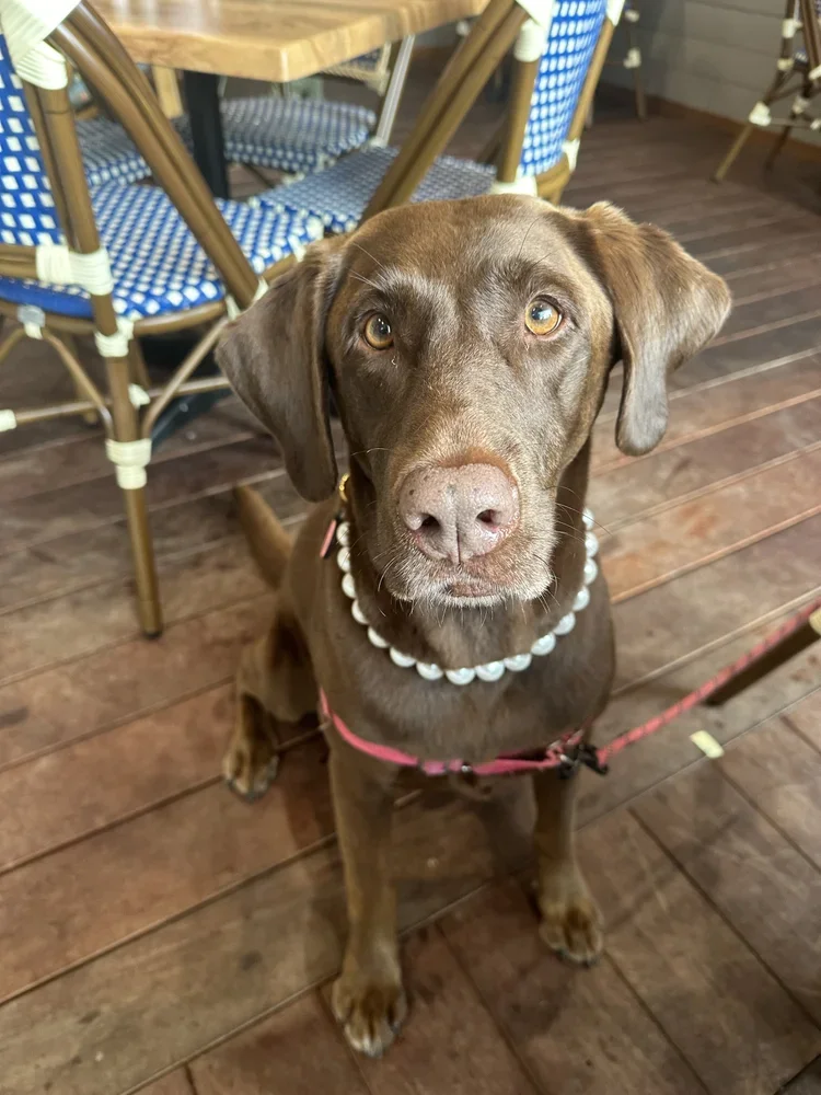 Dixie.webp