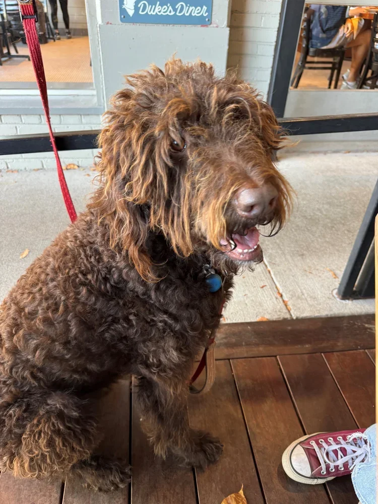 Rufus.webp