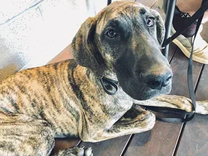 @vex.the.dane.webp
