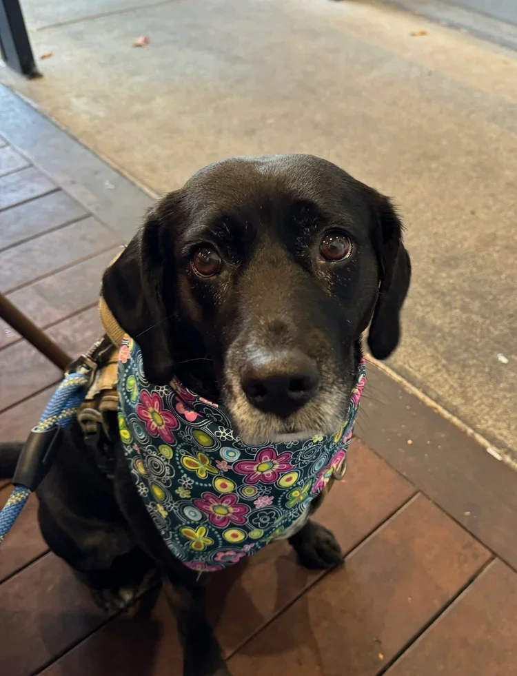 Mabel.webp