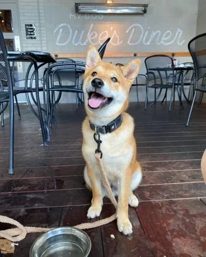 @scottie_the_shiba.webp