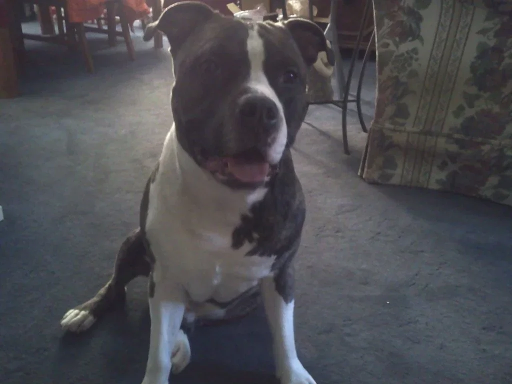 Capone.webp