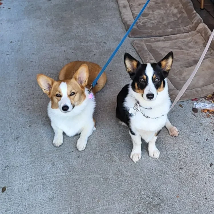 corgis.webp