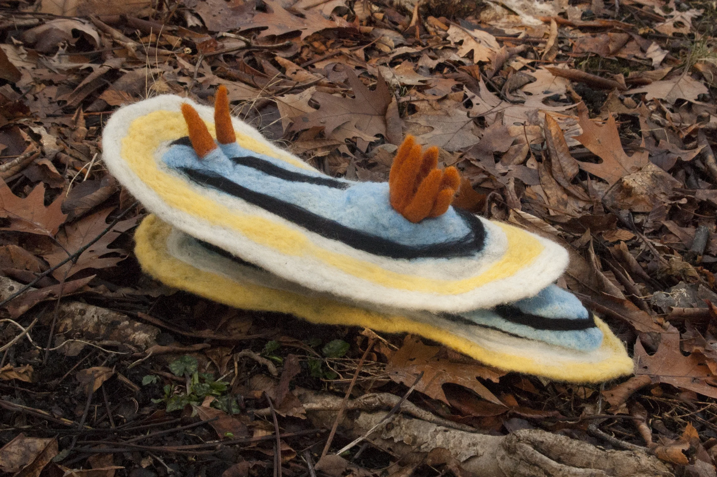 Chromodoris Annae