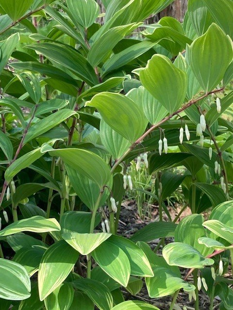 solomon seal.jpg