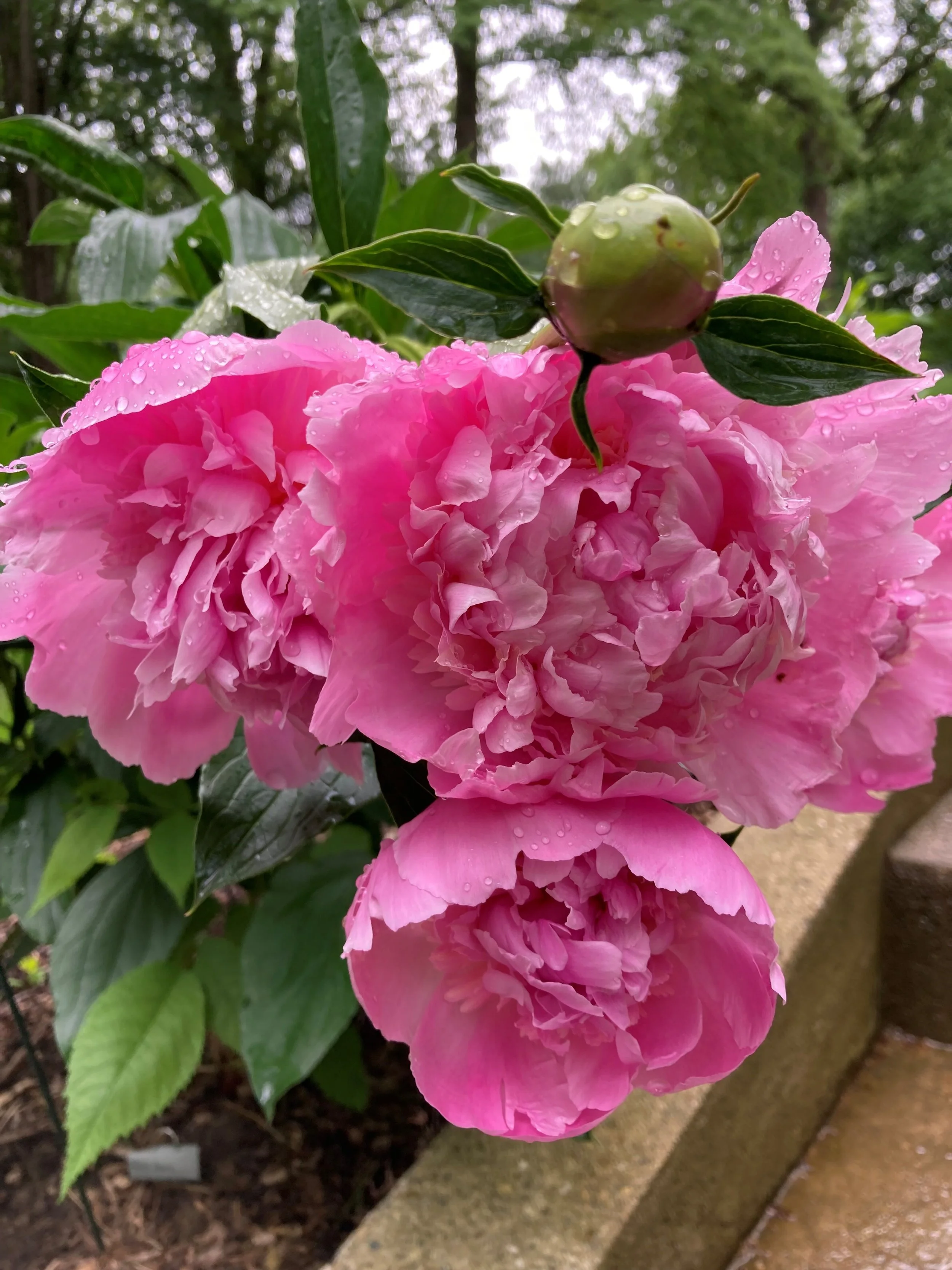 peony.jpg
