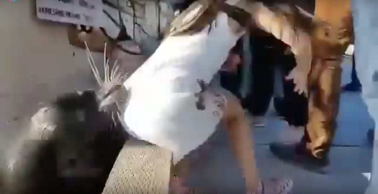 FUERTE CRÍTICA A FAMILIA DE NIÑA ARRASTRADA AL AGUA POR LOBO MARINO 