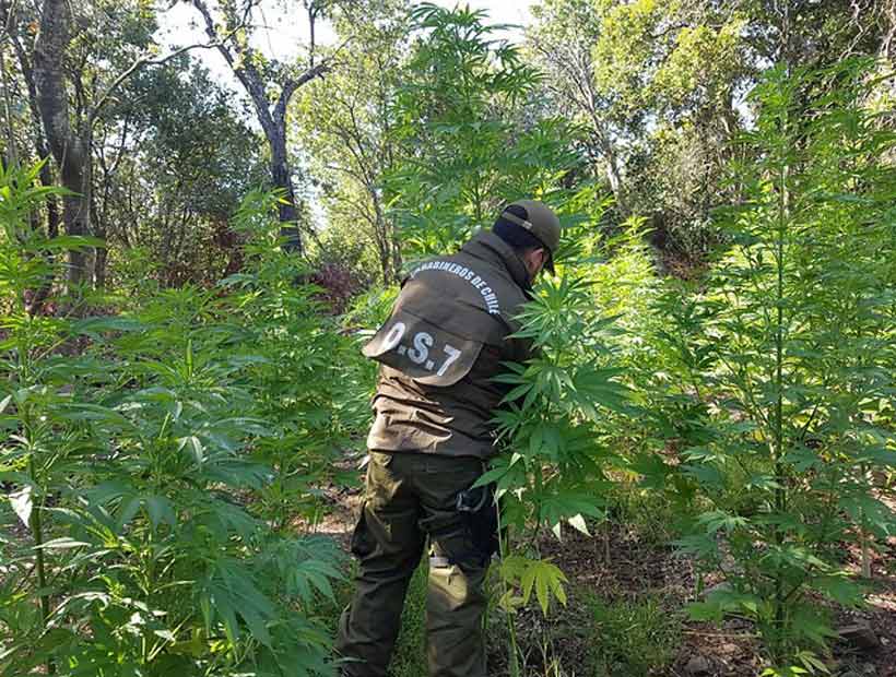 En los últimos 5 años menores han sido detenidos por cultivo de marihuana