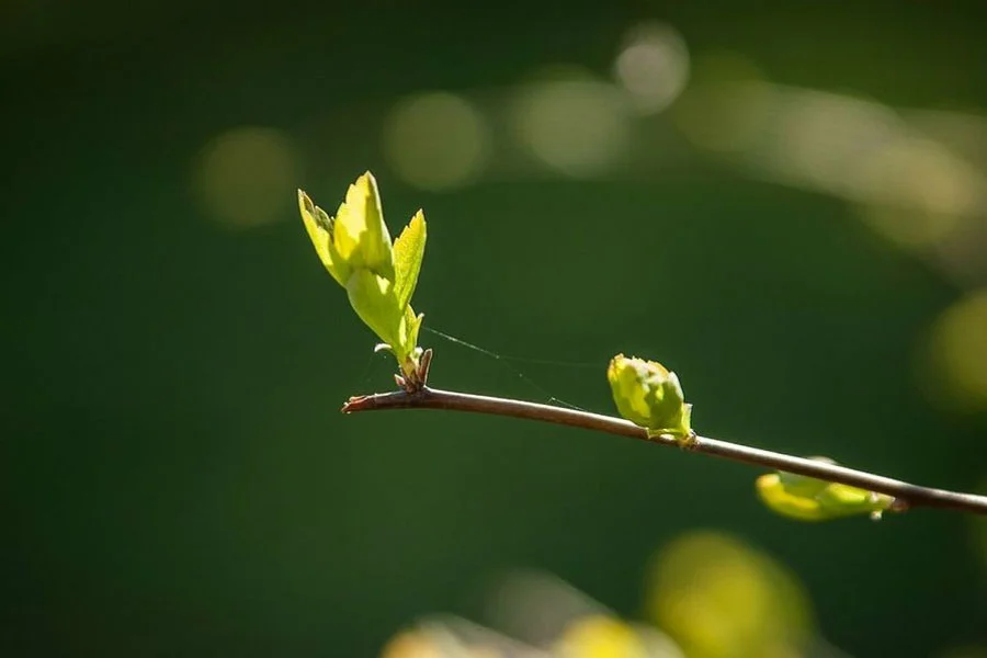Descubren que las plantas “hablan” con sus brotes