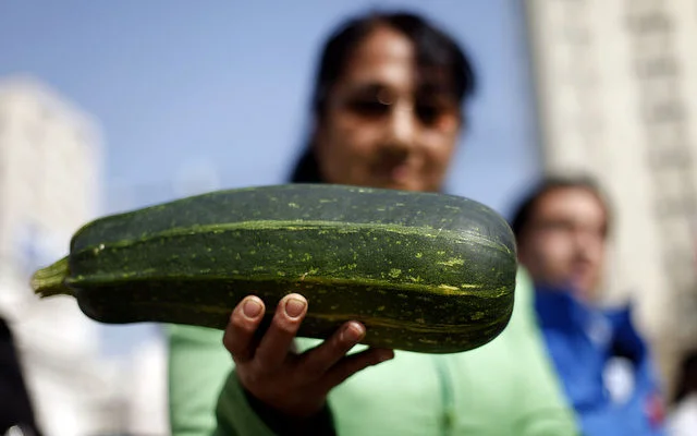 Provincia de Bío Bío e inicio de la región de Ñuble: busca seguir como potencia en el agro