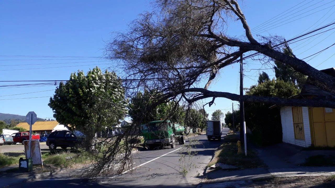 CONAF Ñuble llama a la precaución: ALERTA PREVENTIVA PARA QUILLÓN POR FUERTE VIENTO