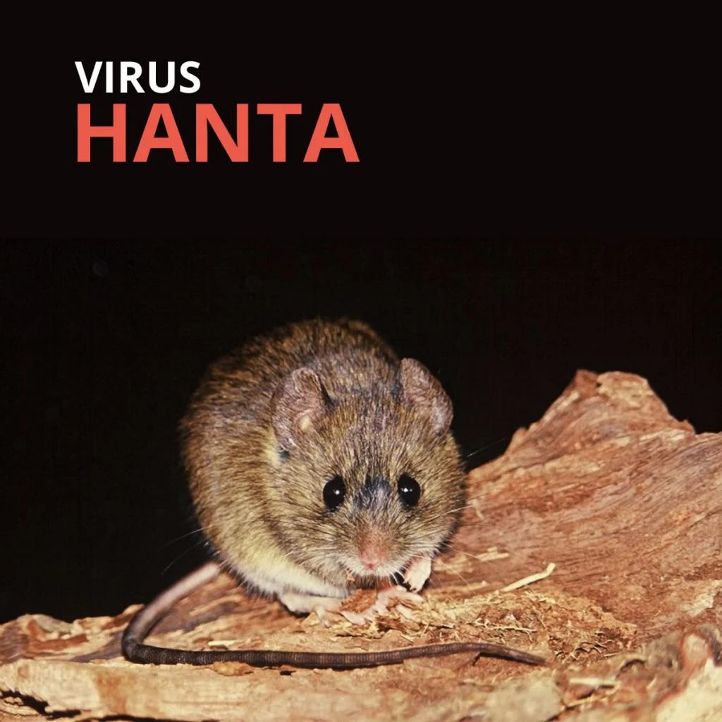Confirman caso de Hantavirus en Ñuble