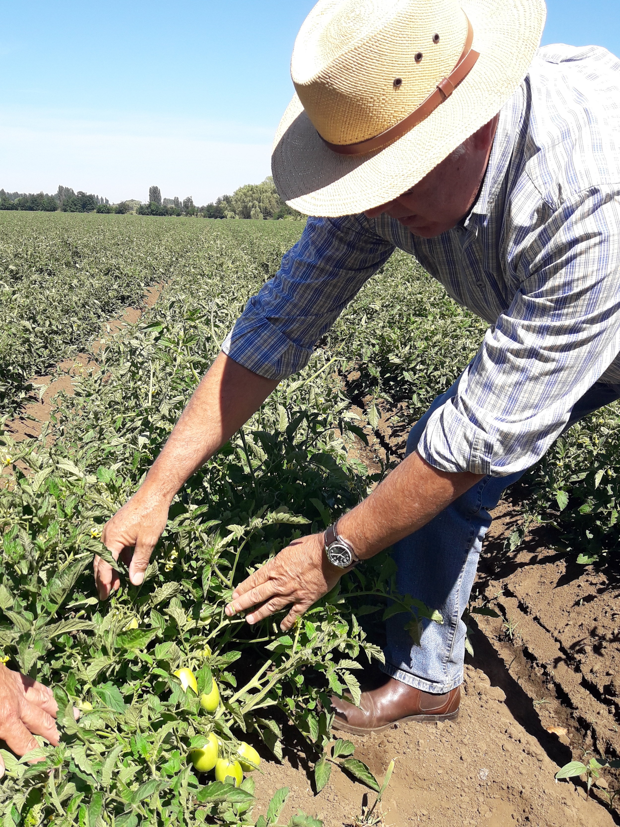 DIVERSIFICACION EN LA AGRICULTURA CHILENA
