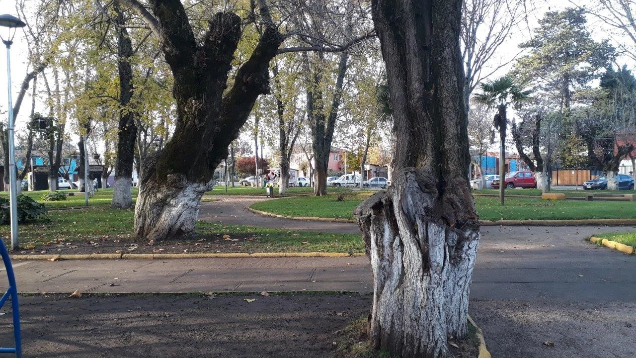 TALARAN AÑOSOS ARBOLES DE LA PLAZA DE QUILLÓN