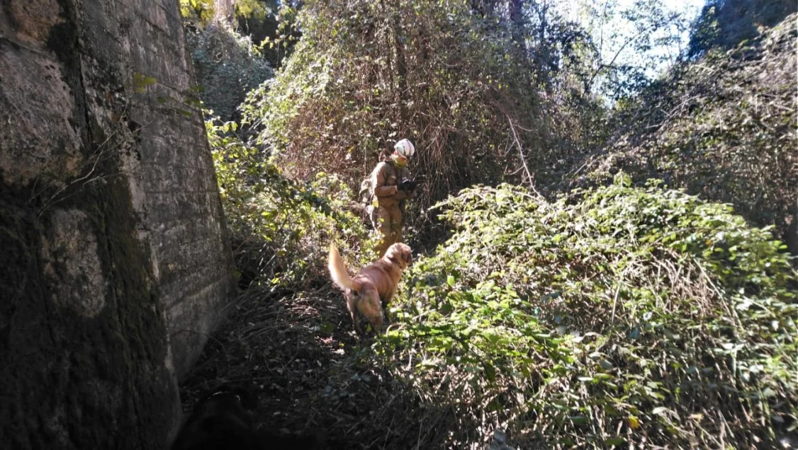 Continua búsqueda de hombre desaparecido hace tres semanas en Pemuco: se suman las brigadas caninas