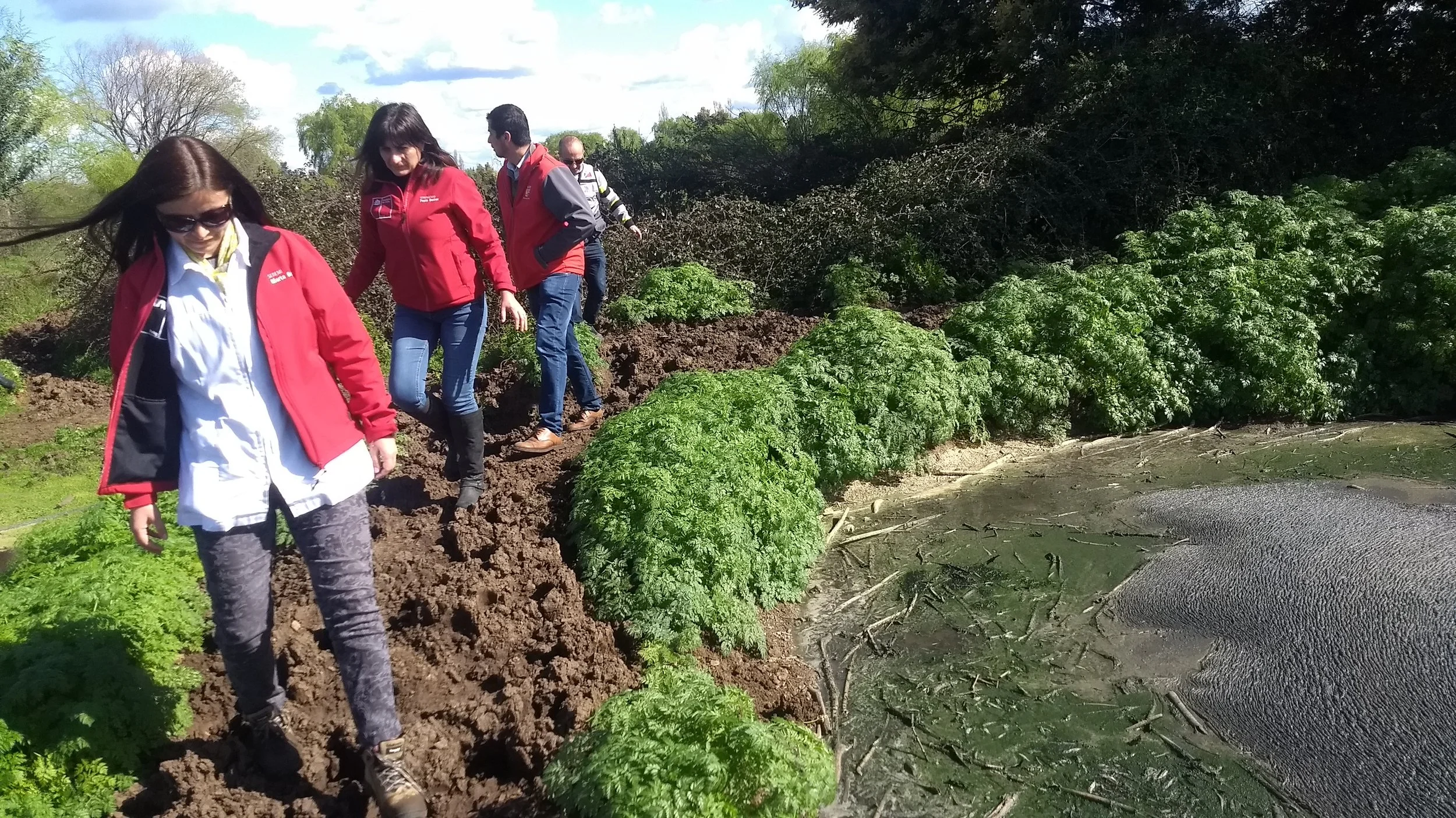 Inician sumario a plantel porcino de Bulnes 