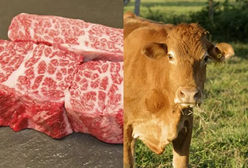 En la Región de Ñuble, la producción de carne en vara de ganado bovino presentó un incremento interanual de 10,8% en febrero de 2025