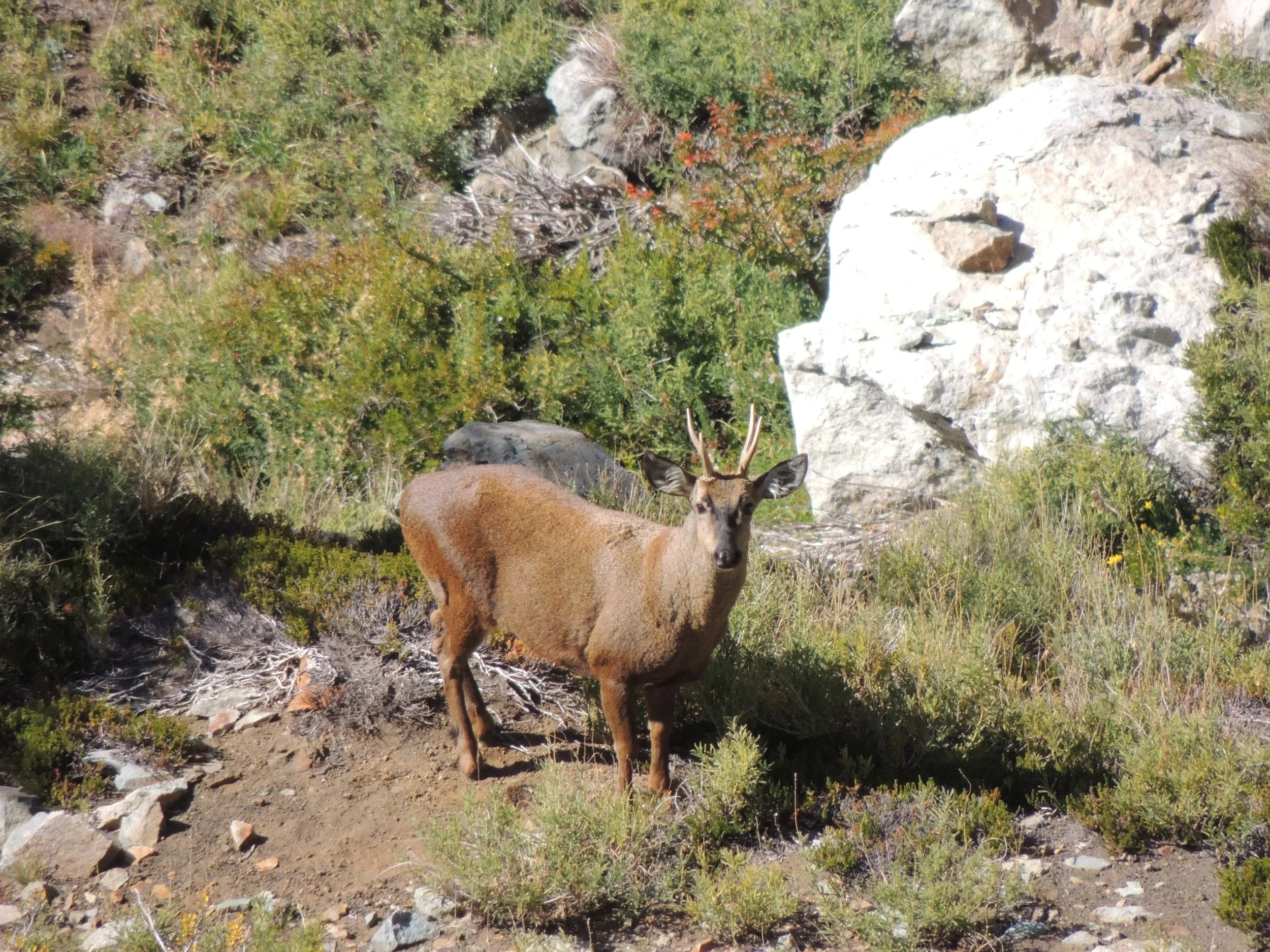 Nuevo avistamiento de huemules en la Reserva Nacional Los Huemules del Niblinto