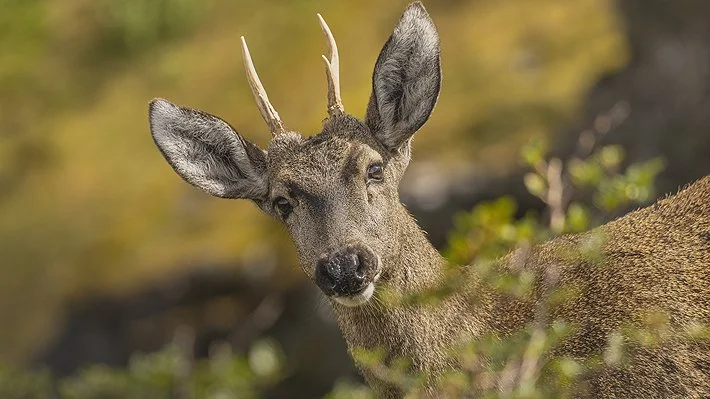 Esperanza para el Huemul: Hallan nueva población de diez ejemplares en Cabo Roward, Patagonia Chilena