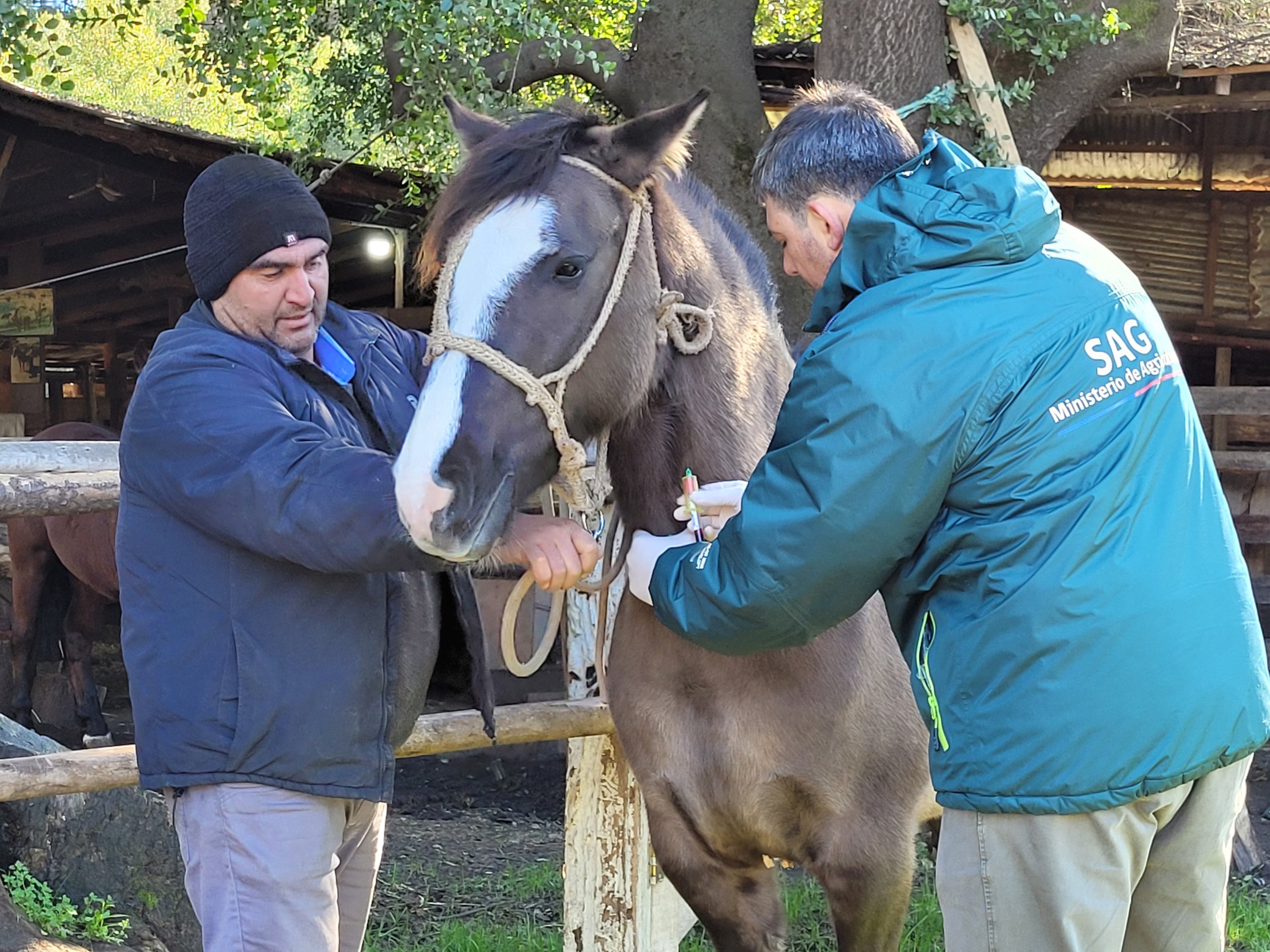 SAG Ñuble avanza en el muestreo para controlar Anemia Infecciosa Equina en la región