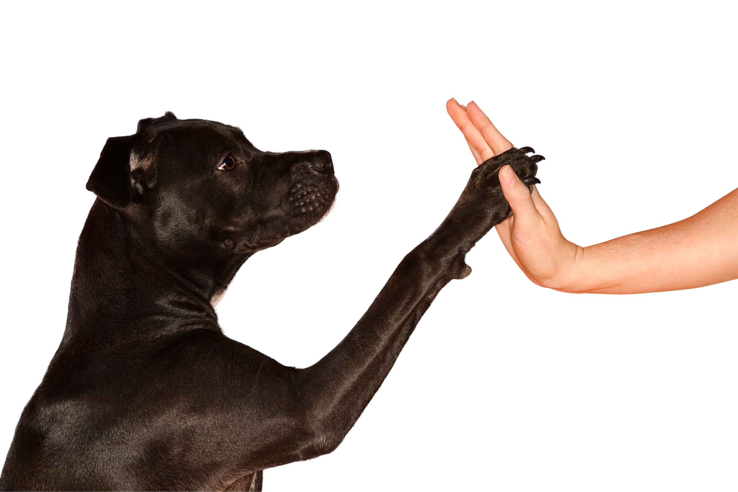 Día Mundial del Perro: Una fecha para reflexionar sobre la tenencia responsable