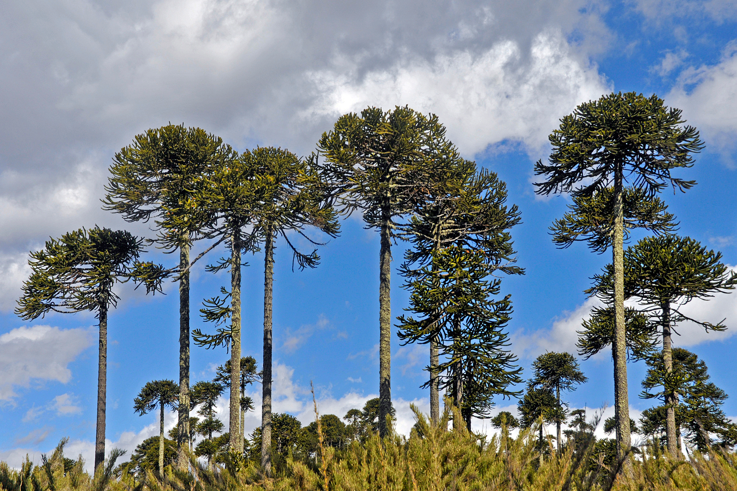 MOP suspende tala de 96 araucarias en La Araucanía tras diálogo con comunidades