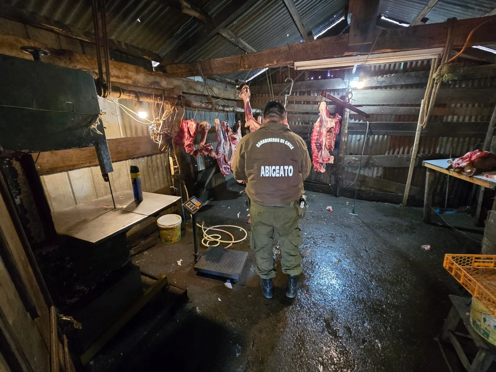 Carabineros de San Carlos detiene a sujeto por faenamiento ilegal de animales