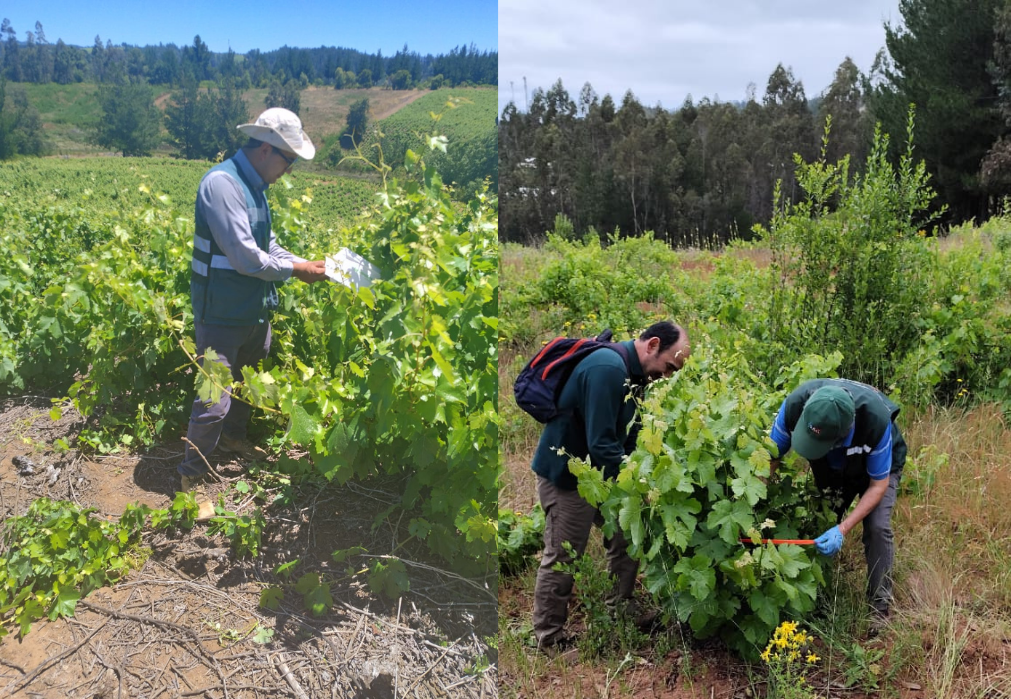Las garantías del vino chileno: La fiscalización del SAG detrás de cada etiqueta