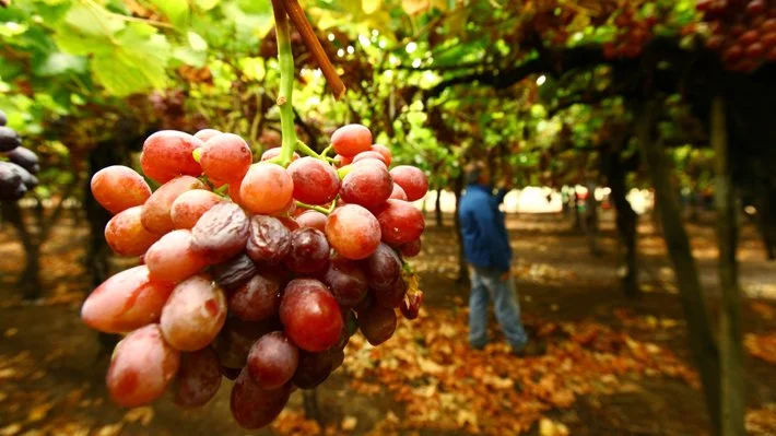 Fruteros de Chile hacen “llamado urgente” al Gobierno y a Kast por arancel de 15% de EE.UU.: “Afecta directamente la competitividad”